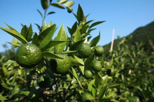 キリッと爽快!!新姫ドリンク20本セット