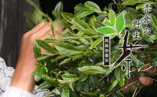 赤倉の野生茶【mnak0003】