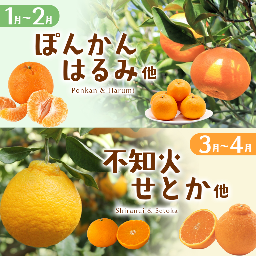 自然塾 季節の柑橘詰合せ 約4.5㎏ みかん ミカン 温州みかん フルーツ 果物 くだもの 柑橘 不知火 せとか 果物セット フルーツセット 甘い 濃厚 産地直送 数量限定 人気 国産 三重県 熊野市 【szjk0010】
