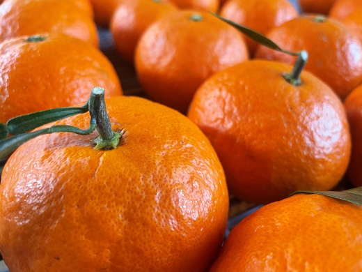 ã2026幎4æãããå±ãïŒãå
è¡äºçŽãã¢ã¿ã·ã«ææš¹ã çéæ°é¹¿ç£ã«ã©ãã³ããªã³ïŒïŒkgïŒ ææ© ãã«ãŒã ã¿ãã çé