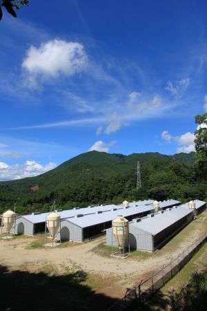 【小分けで便利！】 熊野地鶏 肝セット 1㎏以上 (230g前後×5P) 肉 鶏肉 鳥肉 とり肉 地鶏 肝 鳥肝 レバー 焼き鳥 焼鳥 炭火焼鳥 炭火焼き 串焼き 惣菜 おかず おつまみ 晩酌 小分けパック 国産 名古屋コーチン 伊勢赤どり 三重県 熊野市 【frsn0027】