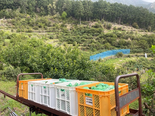 ã2026幎4æãããå±ãïŒãå
è¡äºçŽãã¢ã¿ã·ã«ææš¹ã çéæ°é¹¿ç£ã«ã©ãã³ããªã³ïŒïŒkgïŒ ææ© ãã«ãŒã ã¿ãã çé