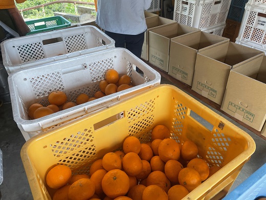 ã2026幎4æãããå±ãïŒãå
è¡äºçŽãã¢ã¿ã·ã«ææš¹ã çéæ°é¹¿ç£ã«ã©ãã³ããªã³ïŒïŒkgïŒ ææ© ãã«ãŒã ã¿ãã çé