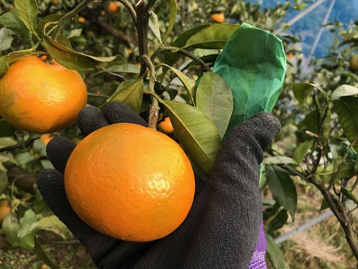 ã2026幎4æãããå±ãïŒãå
è¡äºçŽãã¢ã¿ã·ã«ææš¹ã çéæ°é¹¿ç£ã«ã©ãã³ããªã³ïŒïŒkgïŒ ææ© ãã«ãŒã ã¿ãã çé