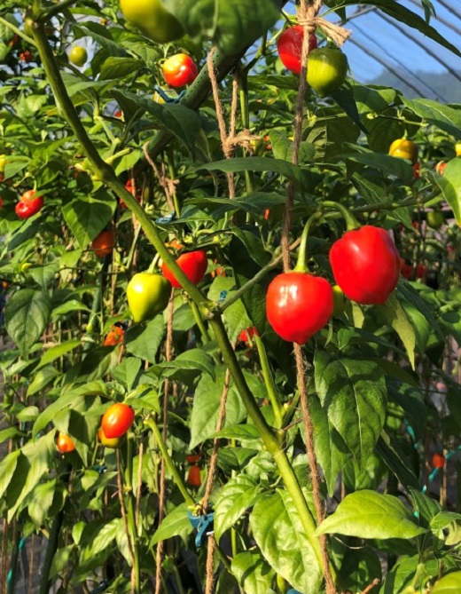 <テレビで紹介されました> 【熊野唐辛子】ハバネロ 粉末 500g 希少 国産唐辛子【kmng0001】