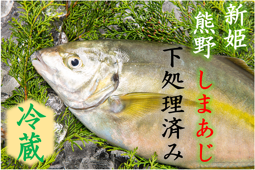 配送日指定可 しまあじ 1匹 下処理済み 朝どれ (冷蔵) お刺身 塩焼き 煮つけ 新姫熊野しまあじ【mzsi0004-1】