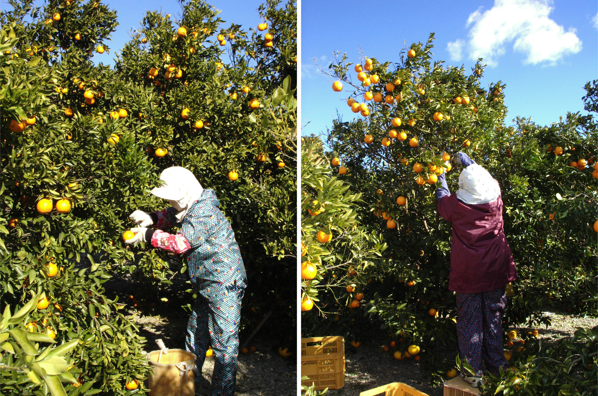 自然塾　柑橘100%まるごと絞りジュース　６本入り　みかんジュース オレンジ ポンカン 不知火 温州 ドリンク 飲料 飲み物 朝食 無添加 季節 旬【szjk0009】