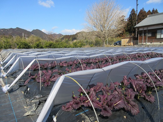 熊野特産　たかな漬 「めはり用」 含む 3種各3袋セット 【化粧箱入り】【astk0013】