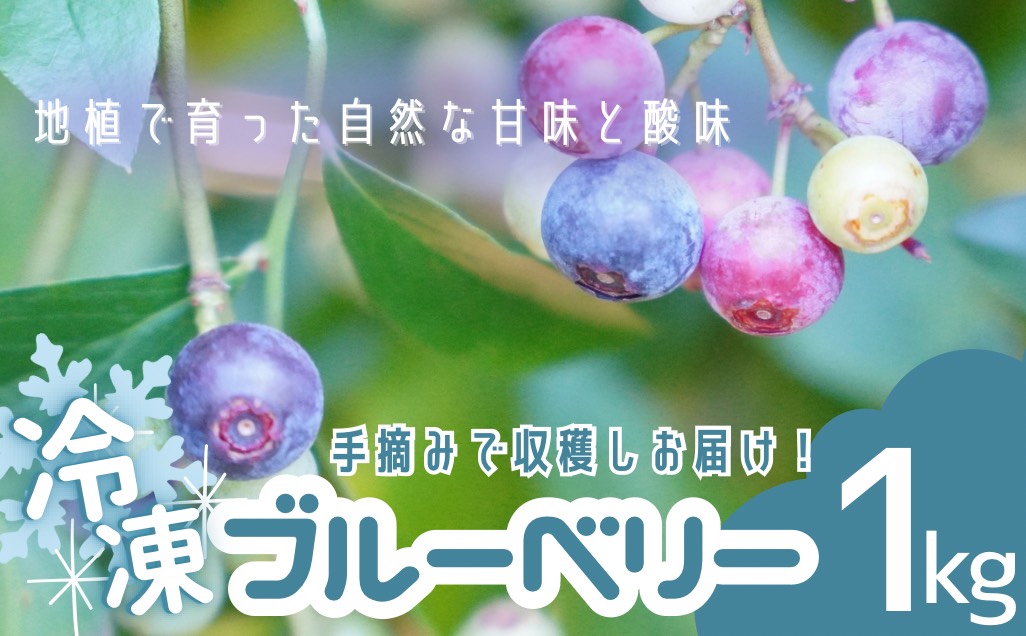 無農薬 童集乃村 ブルーベリー 冷凍 1㎏ フルーツ 果物 くだもの スムージー ジャム 朝食 デザート 特産品 人気 国産 旬 三重県 熊野市　【mnak0002A】