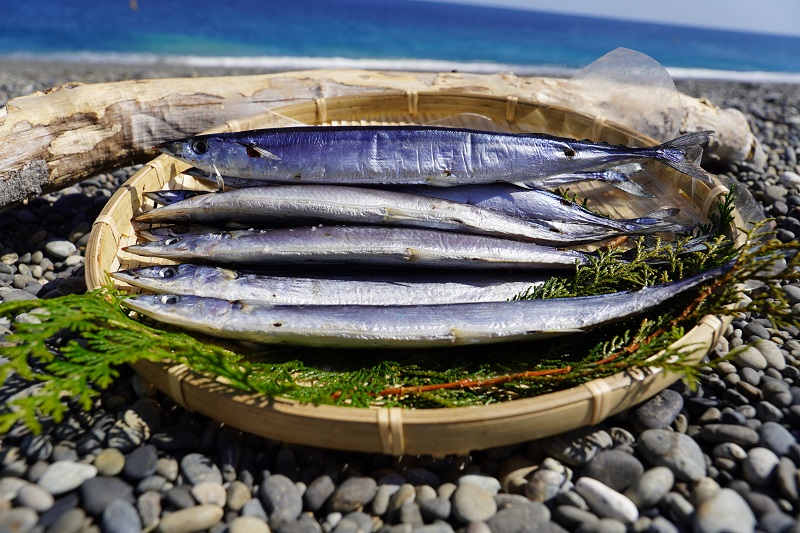 å¹²ç© ãããŸäžžå¹²ã 10æ¬ ãéäœååº3代ç®ã®äžžå¹²ã補æ³ã ã²ãã® ãµã³ã ç§åé å·å æµ·é®® éä»é¡ ç¹ç£å çŒãé é ããã ãã€ãŸã¿ äžéç çéåžãuosk0015Aã