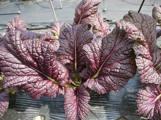 çéç¹ç£ããããªæŒ¬ããã¯ãã100gÃ5è¢ãåç²§ç®±å
¥ãããastk0001Aã