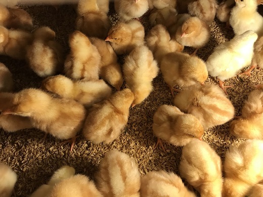 卵 平飼い有精卵 あそぼらん 30個 卵 たまご 玉子 タマゴ 卵焼き 玉子焼き 卵料理【asit0001A】