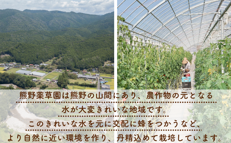熊野薬草園の濃厚トマトジュース（2本）【kmys0017A】