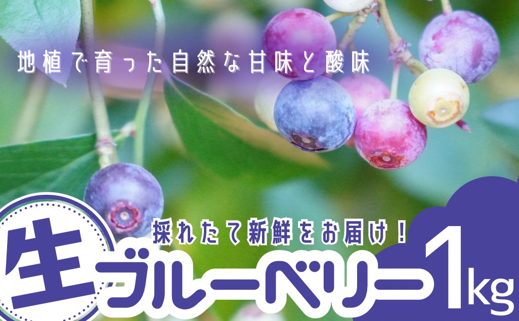 無農薬 童集乃村 ブルーベリー 生果 1㎏ フルーツ 果物 くだもの スムージー ジャム 朝食 デザート 特産品 人気 国産 旬 三重県 熊野市【mnak0001A】