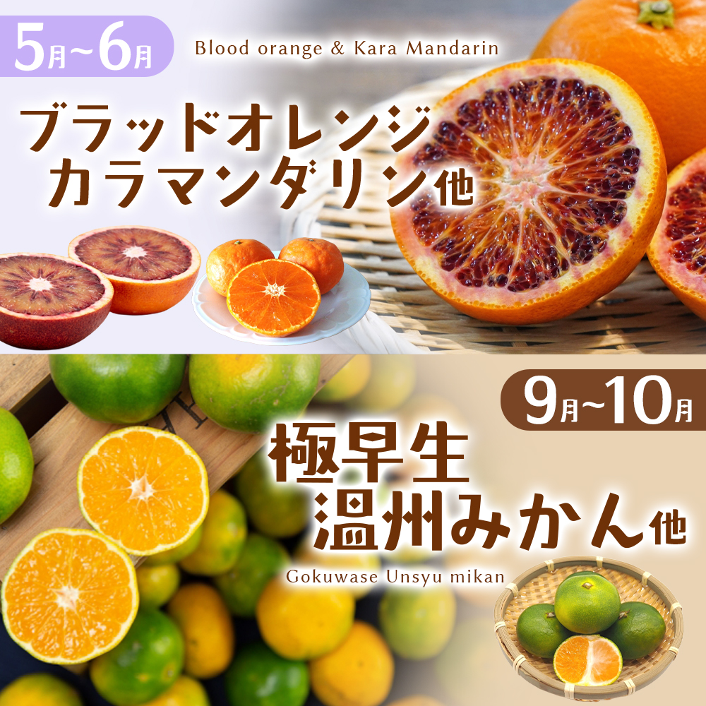 【定期便】自然塾 季節の柑橘詰合せ 5回定期便 みかん ミカン 温州みかん フルーツ 果物 くだもの 柑橘 不知火 せとか 果物定期便 フルーツ定期便 果物セット フルーツセット 甘い 濃厚 産地直送 数量限定 人気 国産 三重県 熊野市【szjk-tkb0004】