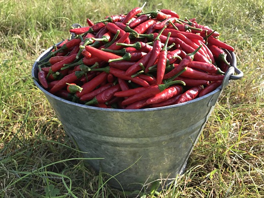 【雑誌掲載品】光文社アワード受賞 無添加 熊野と香る調味料セット? (柑橘胡椒 万能調味料) 新姫 国産唐辛子使用【ligh0002】