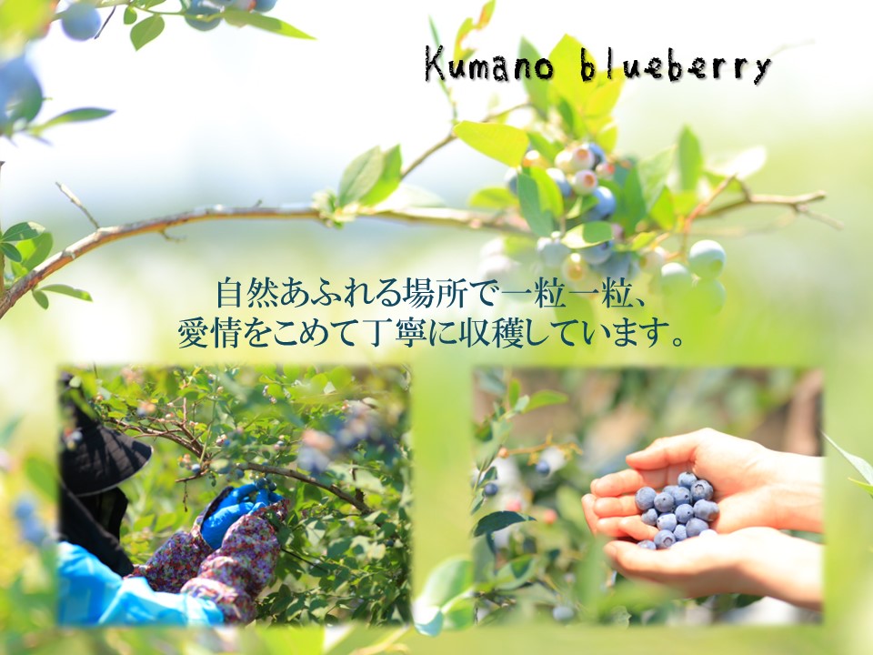 くまのブルーベリー(冷凍) 熊野精工 熊野 果物 フルーツ デザート おやつ スムージー 【kmsi0006】