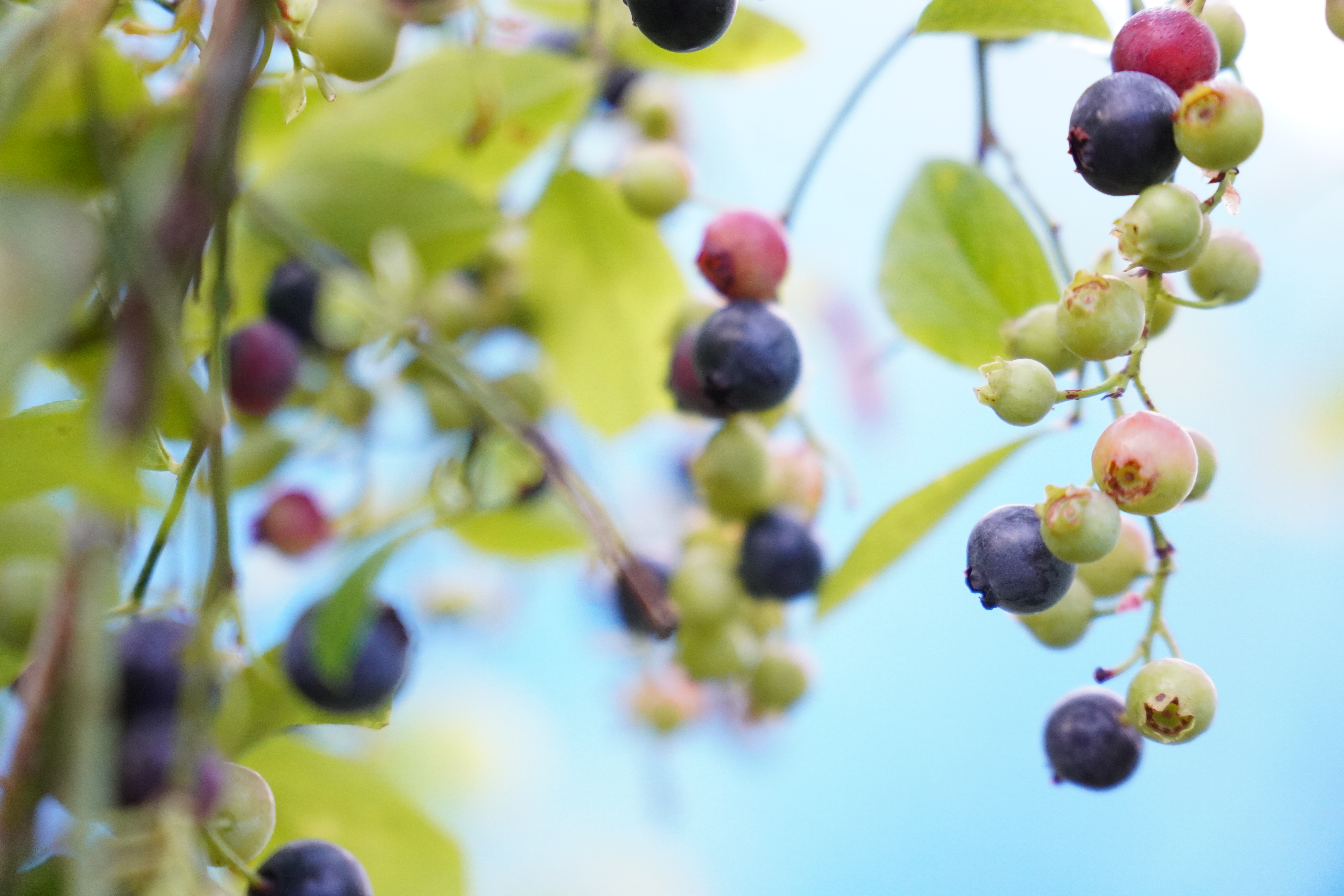 無農薬 童集乃村 ブルーベリー 生果 1kg 【2026年8月1日以降より順次発送】 フルーツ 果物 くだもの スムージー ジャム 朝食 デザート 特産品 人気 国産 旬 三重県 熊野市【mnak0001A】