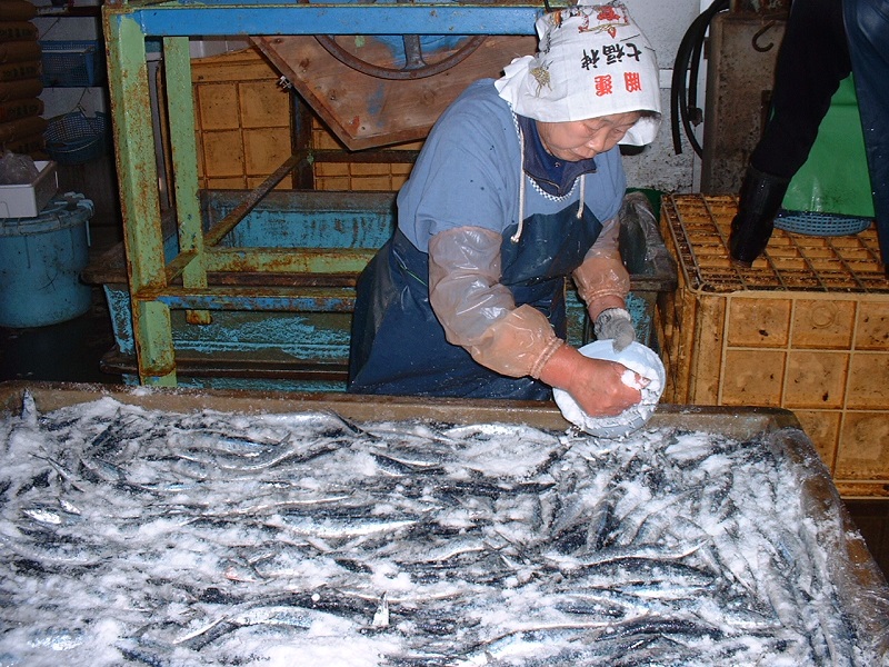 干物 さんま丸干し 20本 【魚作商店3代目の丸干し製法】 ひもの サンマ 秋刀魚 冷凍 海鮮 魚介類 特産品 焼き魚 魚 おかず おつまみ 三重県 熊野市【uosk0016A】