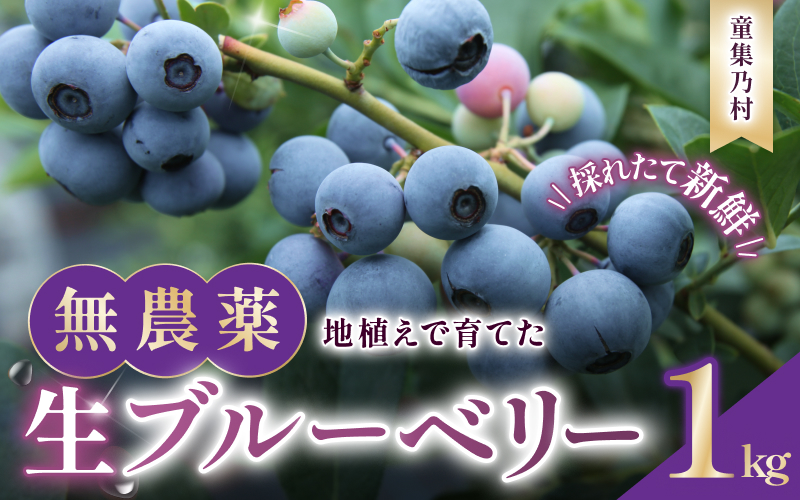 ç¡èŸ²è¬ ç«¥é乿 ãã«ãŒããªãŒ çæ 1kg ã2026幎8æ1æ¥ä»¥éããé æ¬¡çºéã ãã«ãŒã æç© ãã ãã® ã¹ã ãŒãžãŒ ãžã£ã æé£ ãã¶ãŒã ç¹ç£å äººæ° åœç£ æ¬ äžéç çéåžãmnak0001Aã