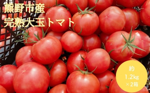 【2027年1月以降配送】熊野薬草園の大玉トマト（1.2kg×2箱） トマト 大玉トマト 熊野 予約受付【kmys0006A】