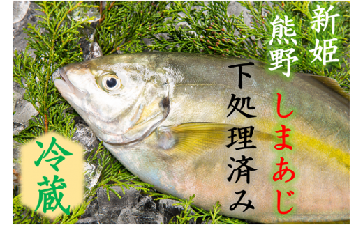 【配送日指定可】 アジ 新姫熊野しまあじ 1匹 下処理済み【冷蔵】あじ シマアジ 鯵 刺身 お刺身 さしみ 真空 海鮮 魚介 鮮魚 寿司 お寿司 しゃぶしゃぶ あじフライ アジフライ 水谷水産 三重県 熊野市【mzsi0004-1】
