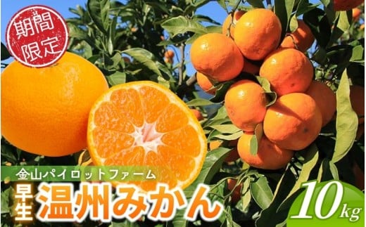 <テレビで紹介されました> 金山パイロットファーム 温州みかん 10㎏ (早生) みかん ミカン 温州みかん 早生みかん 早生温州 フルーツ 果物 くだもの 柑橘 産地直送 数量限定 人気 国産 三重県 熊野市【knpr0015A】