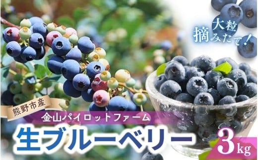 生果ブルーベリー 3㎏ 大粒 フルーツ 果物 くだもの スムージー ジャム 朝食 デザート 特産品 人気 国産 旬 金山パイロットファーム 三重県 熊野市【knpr0008A】