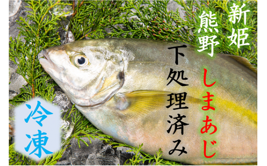 【配送日指定可】 アジ 新姫熊野しまあじ 1匹 下処理済み【冷凍】あじ シマアジ 鯵 刺身 お刺身 さしみ 真空 海鮮 魚介 鮮魚 寿司 お寿司 しゃぶしゃぶ あじフライ アジフライ 水谷水産 三重県 熊野市【mzsi0004-2】