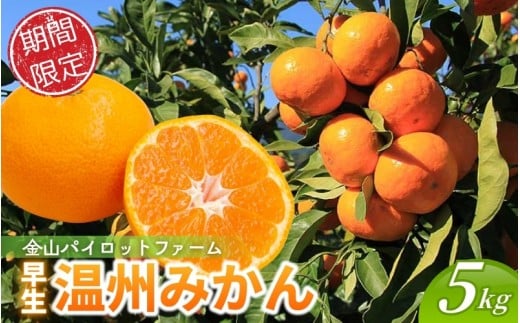【12月10日受付終了！】<テレビで紹介されました> 金山パイロットファーム 温州みかん 5㎏ (早生) みかん ミカン 温州みかん 早生みかん 早生温州 フルーツ 果物 くだもの 柑橘 産地直送 数量限定 人気 国産 三重県 熊野市【knpr0014】