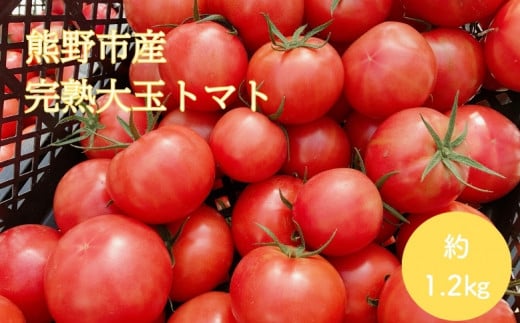 【2027年1月以降配送】熊野薬草園の大玉トマト（1.2kg） トマト 大玉トマト 熊野 予約受付【kmys0005A】