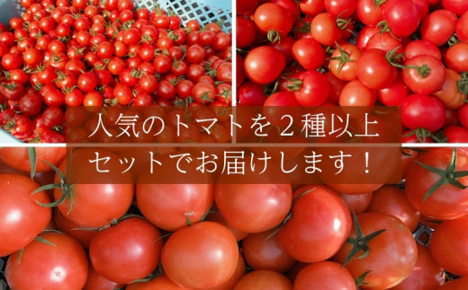 【2027年1月以降配送】熊野薬草園のトマトMIX（1.8kg） トマト ミックス お楽しみ 熊野 予約受付【kmys0003A】