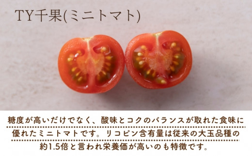 【2027年1月以降配送】熊野薬草園のミニトマト（1.2kg×2箱） トマト ミニトマト 熊野 予約受付【kmys0002A】