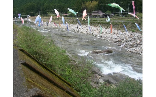 【6/28解禁！】大又川 アユ 友釣り 年券鑑札 引換券 三重県熊野市 鮎【oomg0001A】