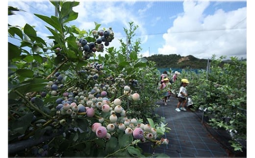 çæãã«ãŒããªãŒ 1ã å€§ç² ãã«ãŒã æç© ãã ãã® ã¹ã ãŒãžãŒ ãžã£ã æé£ ãã¶ãŒã ç¹ç£å äººæ° åœç£ æ¬ éå±±ãã€ããããã¡ãŒã äžéç çéåžãknpr0006Aã