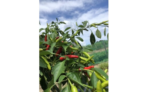 <テレビで紹介されました> 熊野生唐辛子 150ml×12本 希少 国産唐辛子【kmng0006】