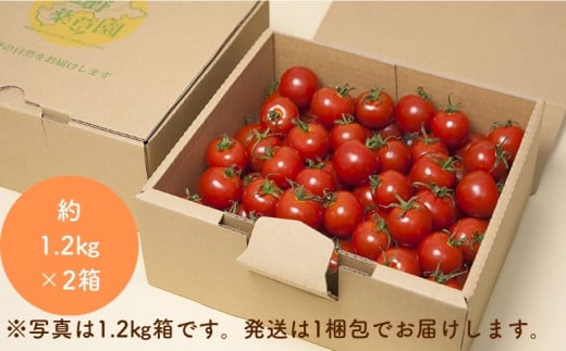 【2027年1月以降配送】熊野薬草園のミニトマト（1.2kg×2箱） トマト ミニトマト 熊野 予約受付【kmys0002A】