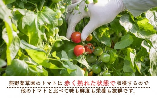 【2027年1月以降配送】熊野薬草園のトマトMIX（1.8kg×2箱） トマト ミックス お楽しみ 熊野 予約受付【kmys0004A】