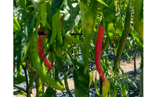 <ãã¬ãã§ç޹ä»ãããŸãã> çéãã¬ãã·ã³ã°ã200mlÃ1æ¬ åèŸå åœç£ çéåž ãããããkmng0029ã