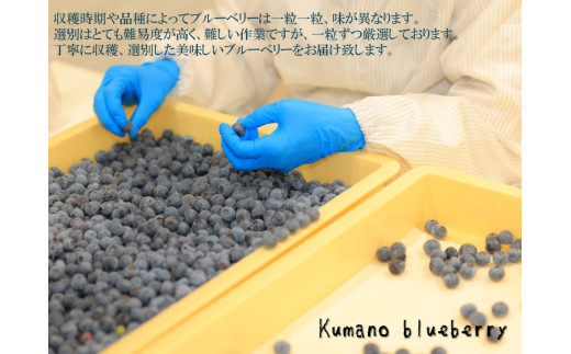 【先行受付】くまのブルーベリー 生果 600g(100g×6) フルーツ 果物 くだもの スムージー ジャム 朝食 デザート 特産品 人気 国産 旬 熊野精工 三重県 熊野市【kmsi0005】