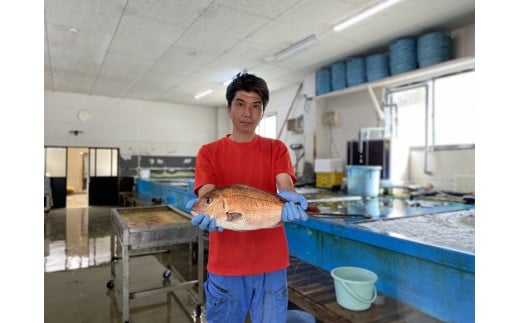 <テレビで紹介されました> 配送日指定可 新姫 熊野鯛 3枚おろし アラ付き  一匹 【冷蔵】 鯛 タイ 刺身 お刺身 さしみ 真空 海鮮 魚介 鮮魚 養殖 寿司 お寿司 塩釜焼き 塩焼き しゃぶしゃぶ 鯛しゃぶ お食い初め お祝い 祝い 水谷水産 三重県 熊野市【mzsi0002-1】