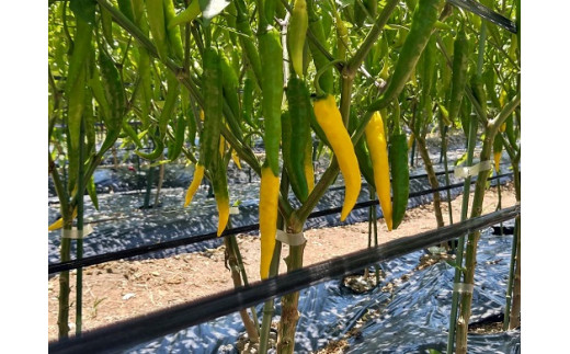 <ãã¬ãã§ç޹ä»ãããŸãã> çéåèŸåã®ããâ±ïŒäžå³åèŸåïŒé»ãšããããïŒïŒæ¬+äžå³åèŸåïŒããªãããŒãïŒïŒæ¬ïŒçåèŸå) åžå° åœç£åèŸåãkmng0028ã