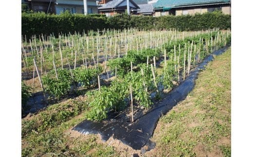 <ãã¬ãã§ç޹ä»ãããŸãã> çéåèŸåã®ããâ±ïŒäžå³åèŸåïŒé»ãšããããïŒïŒæ¬+äžå³åèŸåïŒããªãããŒãïŒïŒæ¬ïŒçåèŸå) åžå° åœç£åèŸåãkmng0028ã