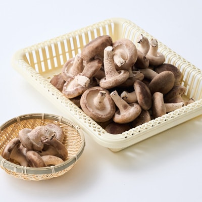 贈答品用椎茸かご盛りセット(大)【配送不可地域：離島】【1201271】