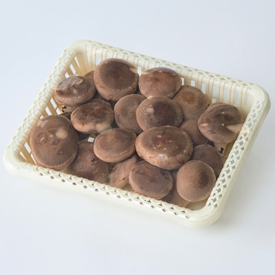 èŽçåçšæ€èžããçãã»ãããé
éäžå¯å°åïŒé¢å³¶ãã1201244ã