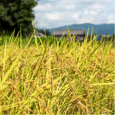 令和6年産 実りの百年米(栽培期間中　農薬・化学肥料不使用) 精米2kg【1452855】