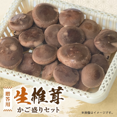 贈答品用椎茸かご盛りセット【配送不可地域：離島】【1201244】