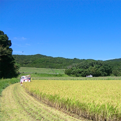 伊勢奉祝 奇跡のお米 伊勢ひかり 5kg / お米 白米 精米 米 おすすめ 国産 三重県 志摩市 伊勢 志摩 10000円 1万円 一万円