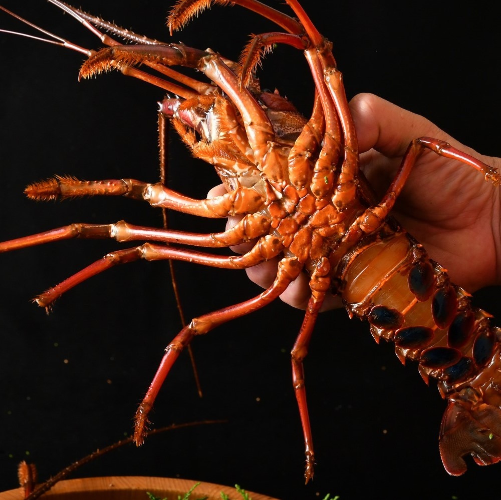 活き 特大 伊勢海老 2尾入り 約1kg 天然 伊勢エビ 海老 エビ 人気 刺身 刺し身 味噌汁 海鮮