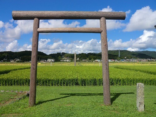 新米 伊勢ひかり 10kg お米 白米 精米 米 おすすめ 国産 朝ごはん 朝食 晩ごはん ご飯 夕食 三重県 志摩市 伊勢 志摩 25000円 二万五千円 2万5000円 伊勢奉祝 奇跡のお米 10キロ